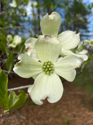 dogwood blossoms